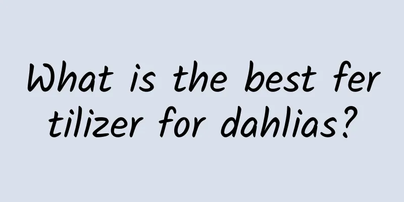 What is the best fertilizer for dahlias?