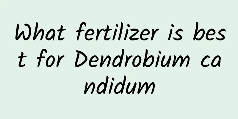 What fertilizer is best for Dendrobium candidum