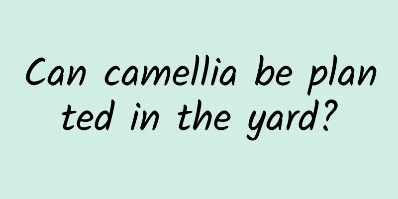 Can camellia be planted in the yard?