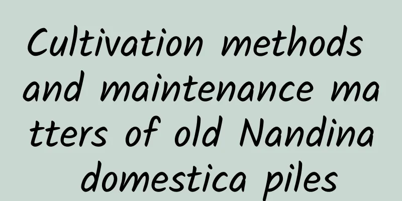 Cultivation methods and maintenance matters of old Nandina domestica piles