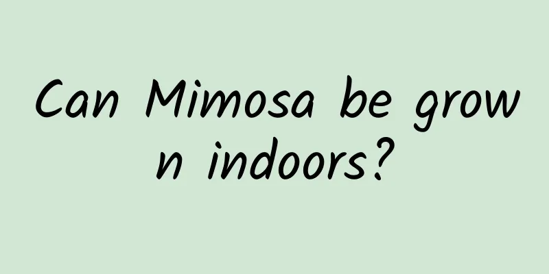 Can Mimosa be grown indoors?