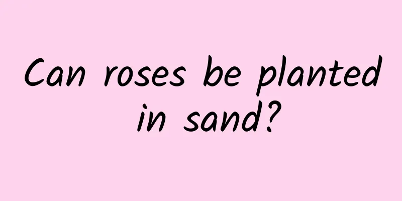 Can roses be planted in sand?