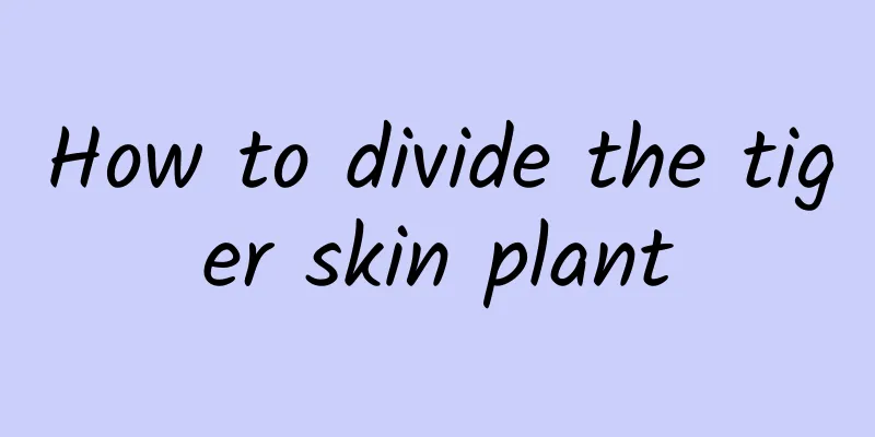 How to divide the tiger skin plant