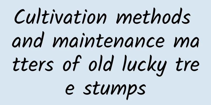 Cultivation methods and maintenance matters of old lucky tree stumps
