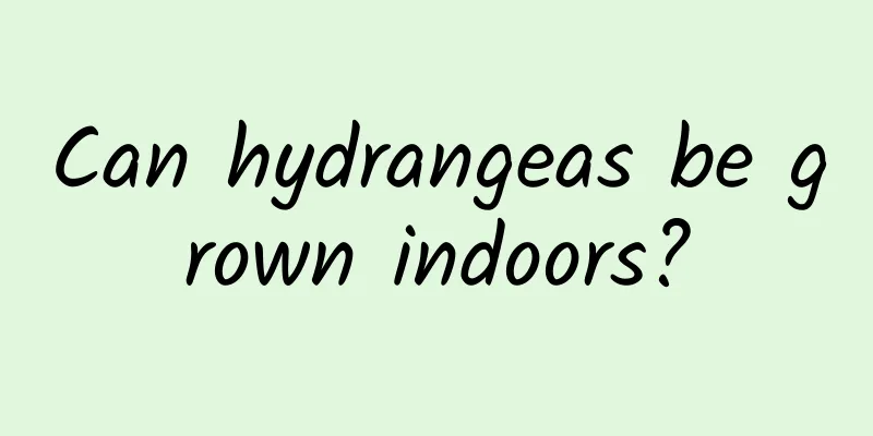 Can hydrangeas be grown indoors?
