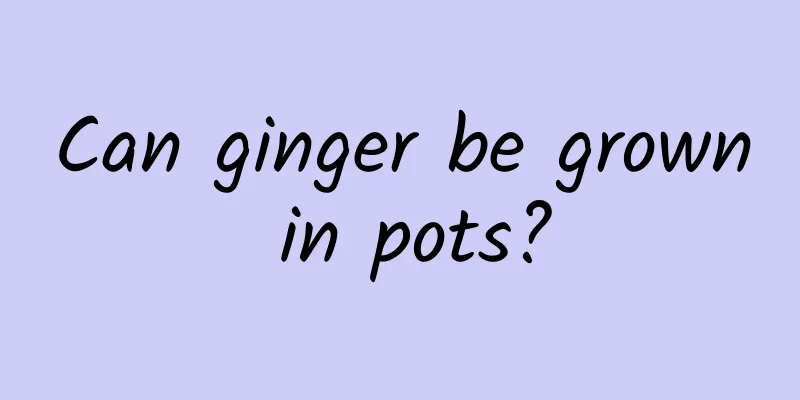 Can ginger be grown in pots?