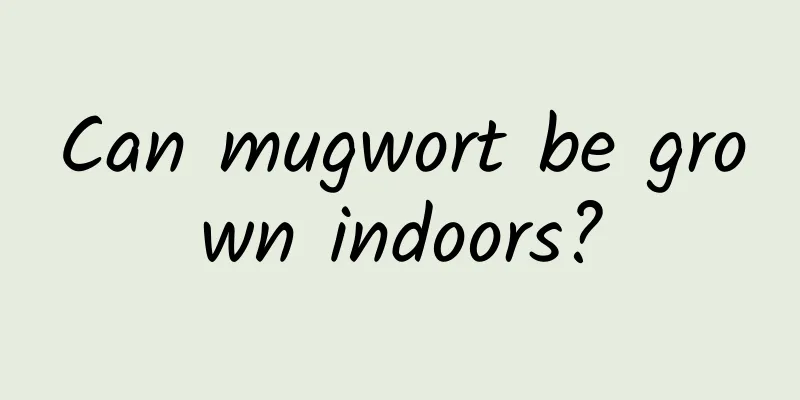 Can mugwort be grown indoors?