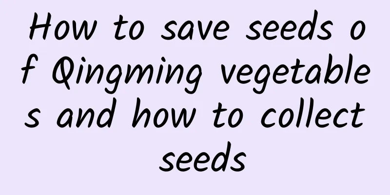 How to save seeds of Qingming vegetables and how to collect seeds