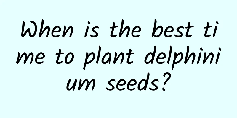 When is the best time to plant delphinium seeds?