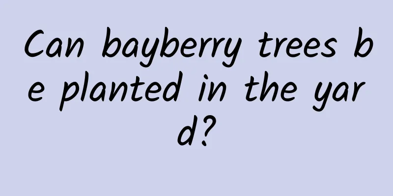 Can bayberry trees be planted in the yard?