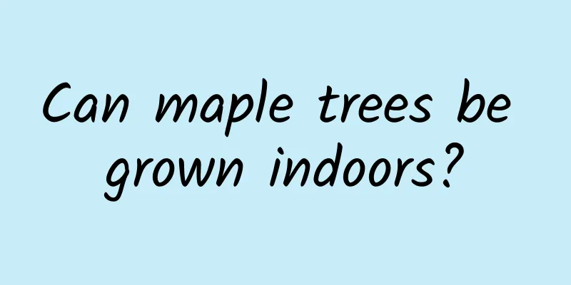Can maple trees be grown indoors?
