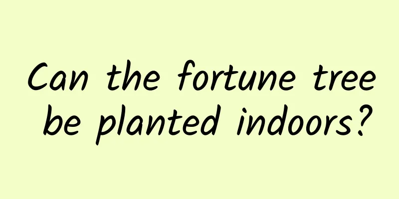 Can the fortune tree be planted indoors?