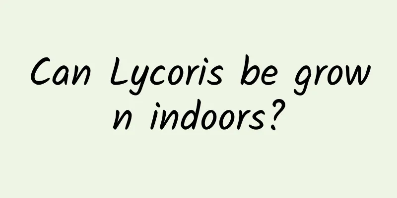 Can Lycoris be grown indoors?