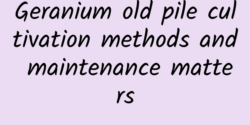 Geranium old pile cultivation methods and maintenance matters