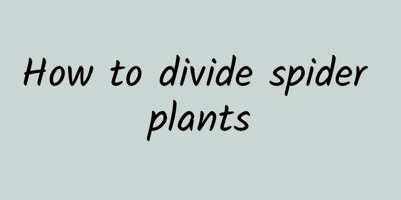 How to divide spider plants