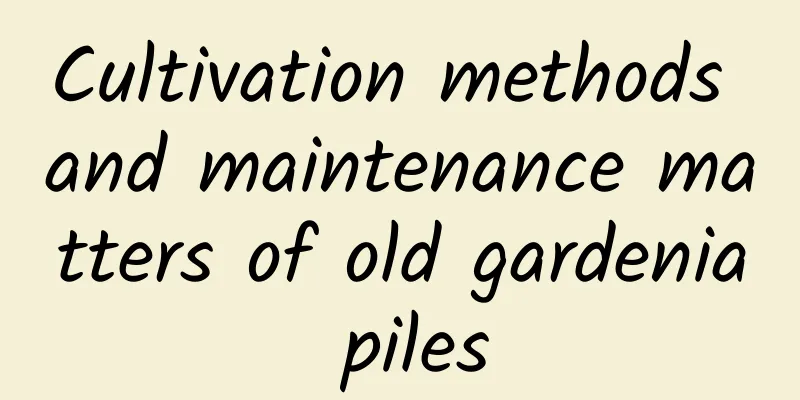Cultivation methods and maintenance matters of old gardenia piles