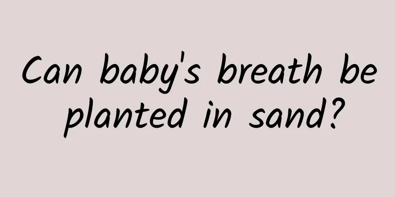 Can baby's breath be planted in sand?