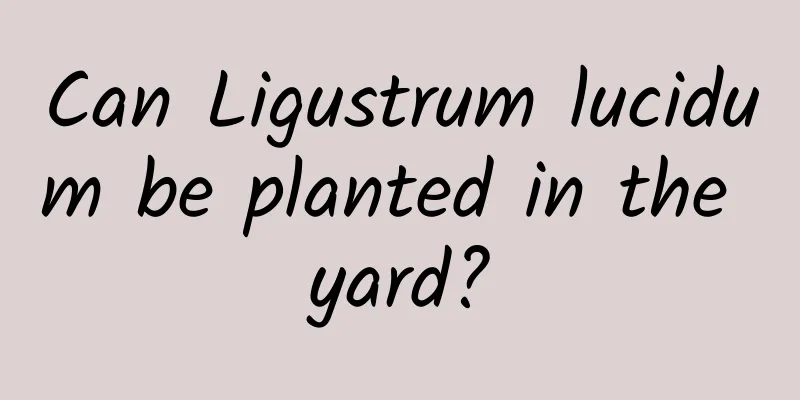 Can Ligustrum lucidum be planted in the yard?