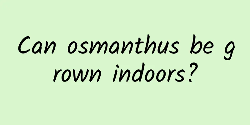 Can osmanthus be grown indoors?