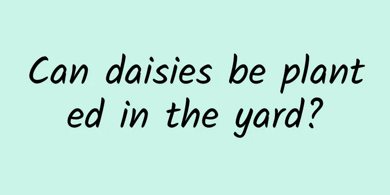 Can daisies be planted in the yard?