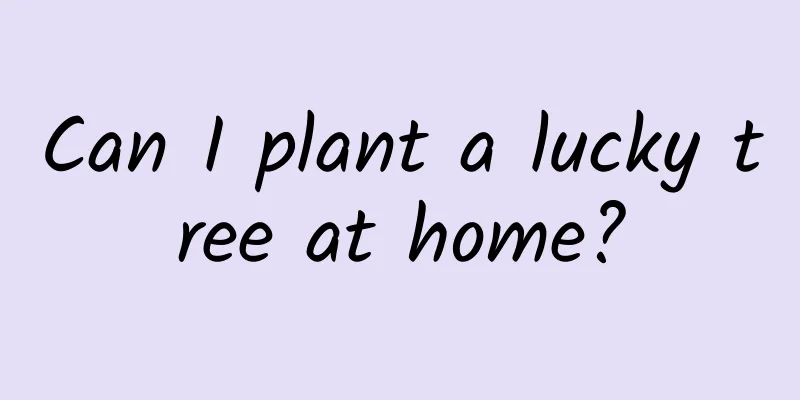 Can I plant a lucky tree at home?