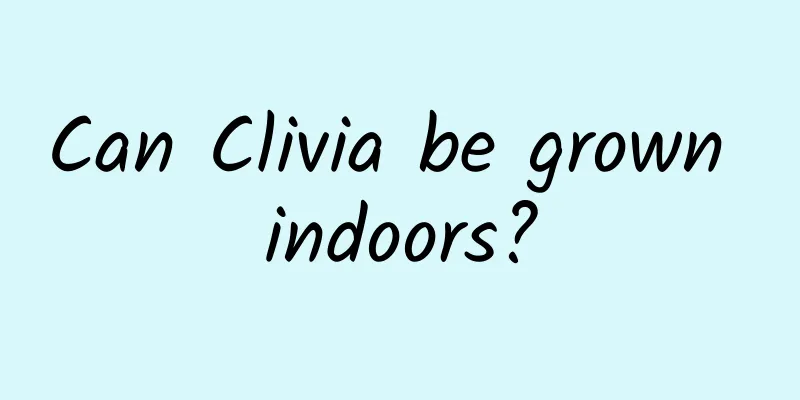 Can Clivia be grown indoors?