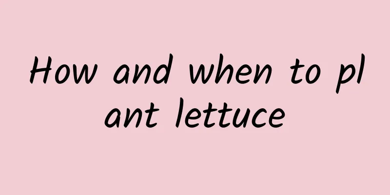 How and when to plant lettuce