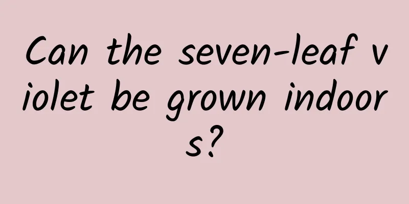 Can the seven-leaf violet be grown indoors?