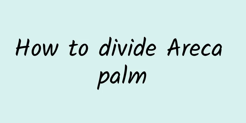 How to divide Areca palm