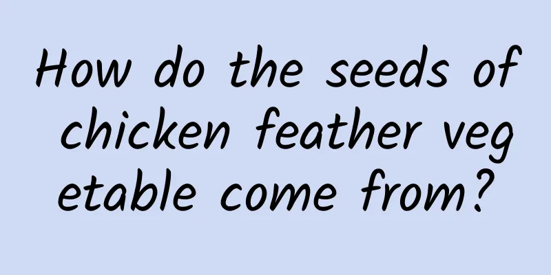 How do the seeds of chicken feather vegetable come from?