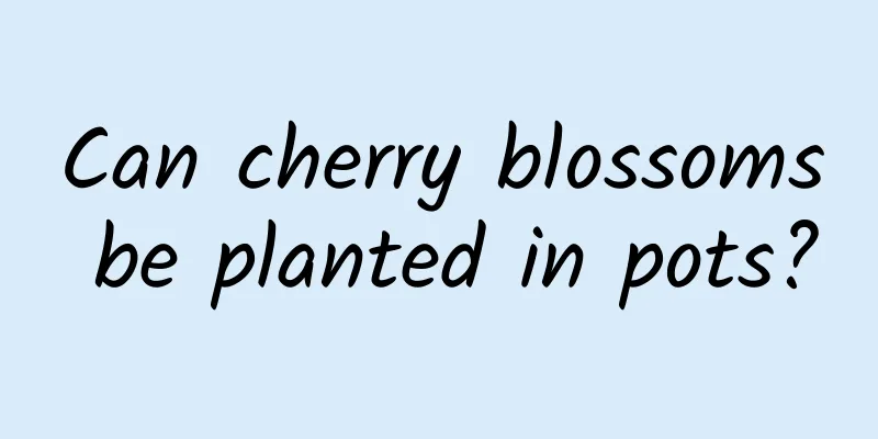 Can cherry blossoms be planted in pots?