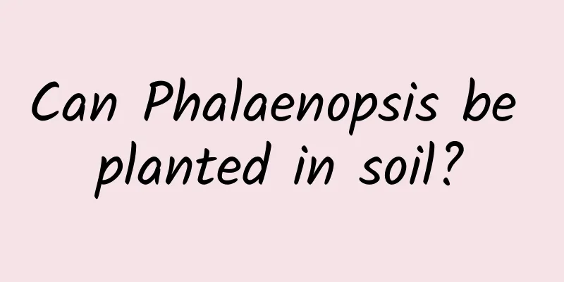 Can Phalaenopsis be planted in soil?