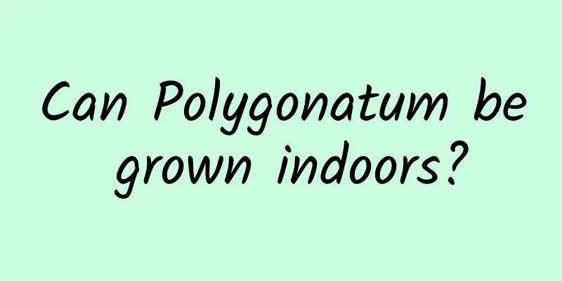 Can Polygonatum be grown indoors?