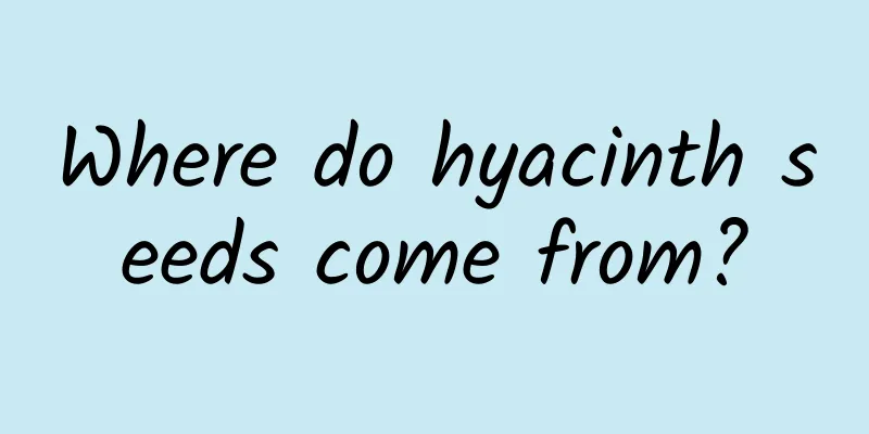 Where do hyacinth seeds come from?