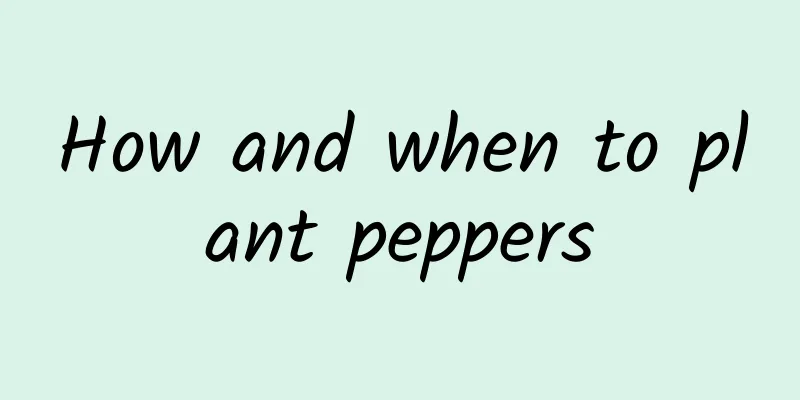 How and when to plant peppers