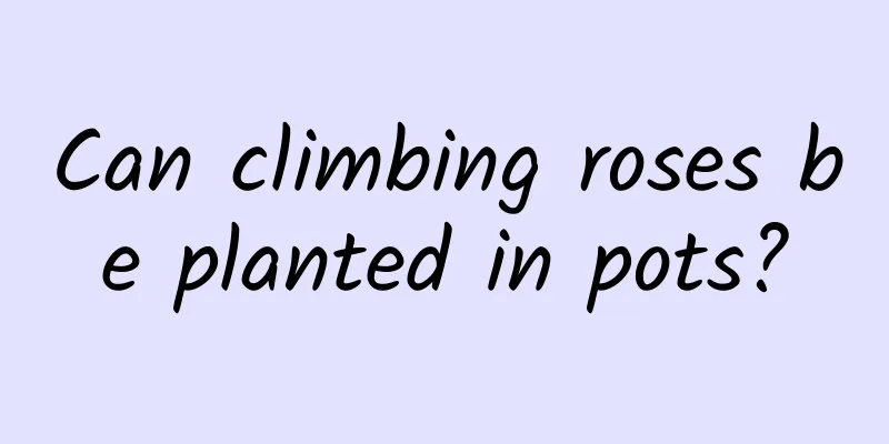 Can climbing roses be planted in pots?