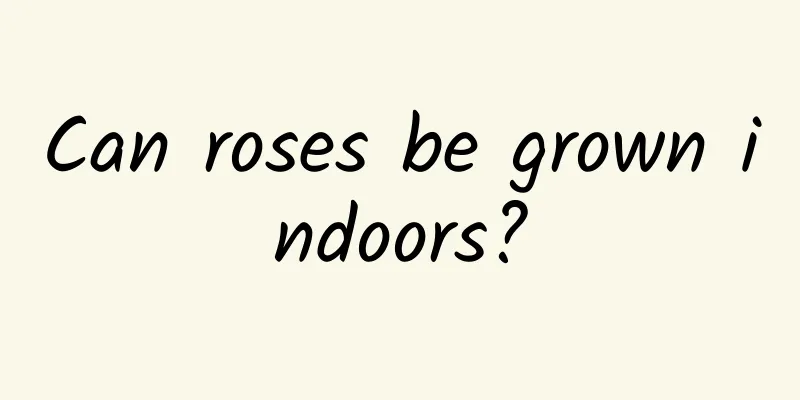 Can roses be grown indoors?