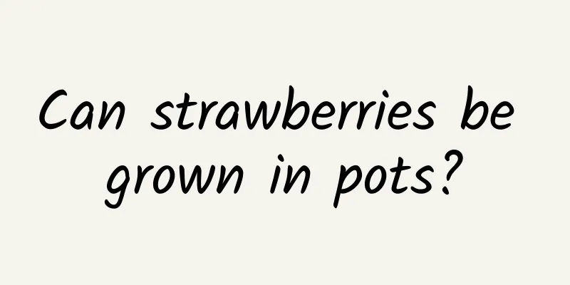 Can strawberries be grown in pots?