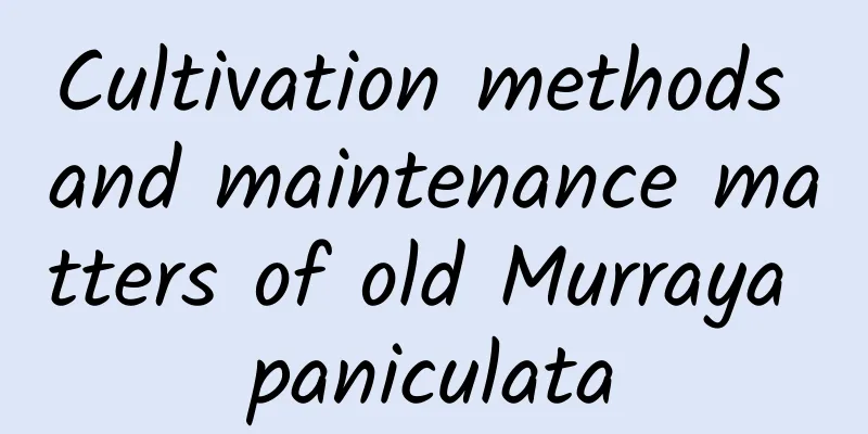 Cultivation methods and maintenance matters of old Murraya paniculata