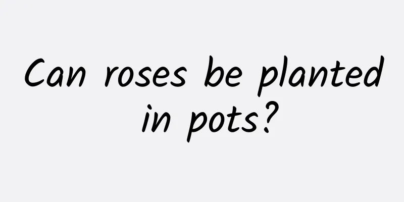 Can roses be planted in pots?
