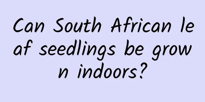 Can South African leaf seedlings be grown indoors?