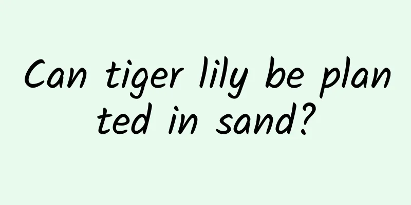 Can tiger lily be planted in sand?