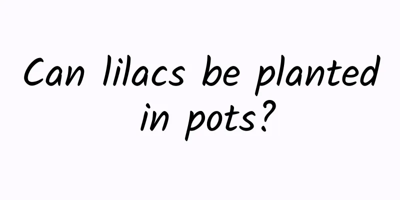 Can lilacs be planted in pots?