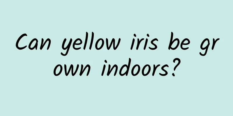 Can yellow iris be grown indoors?