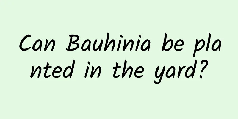 Can Bauhinia be planted in the yard?