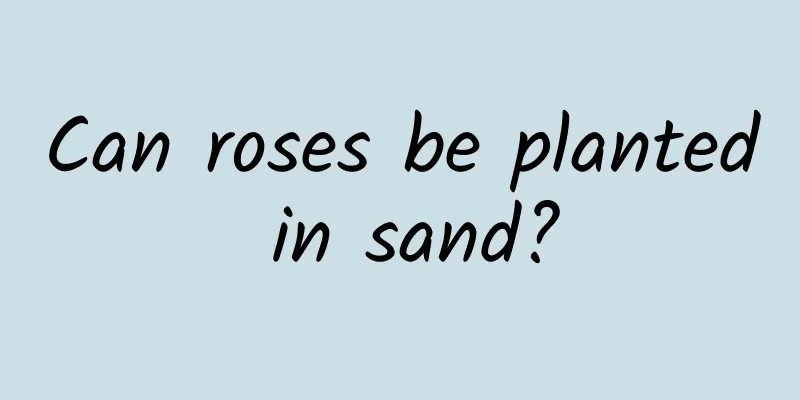 Can roses be planted in sand?