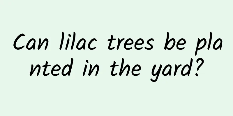 Can lilac trees be planted in the yard?