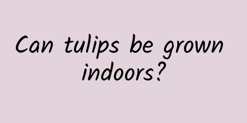 Can tulips be grown indoors?