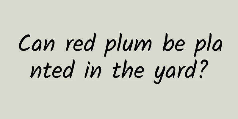 Can red plum be planted in the yard?