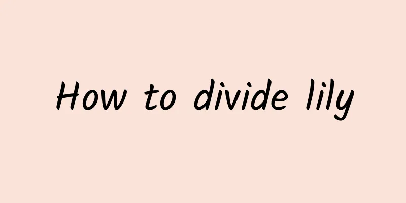How to divide lily